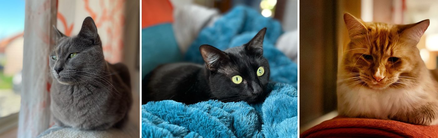Three cats lounging together