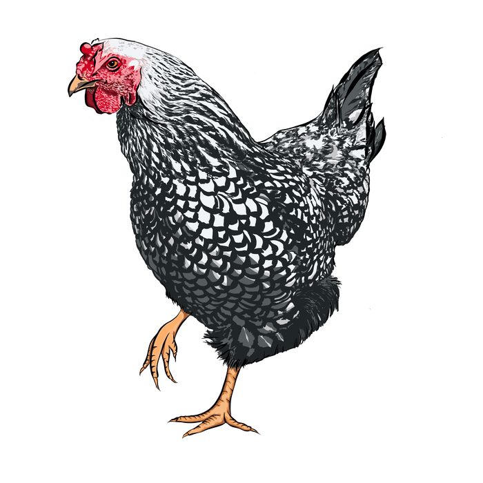 Illustration of a rooster
