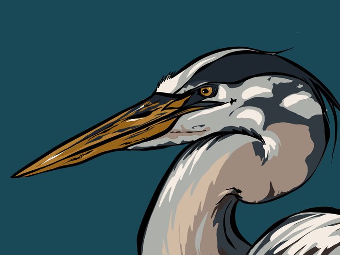 Illustration of a heron