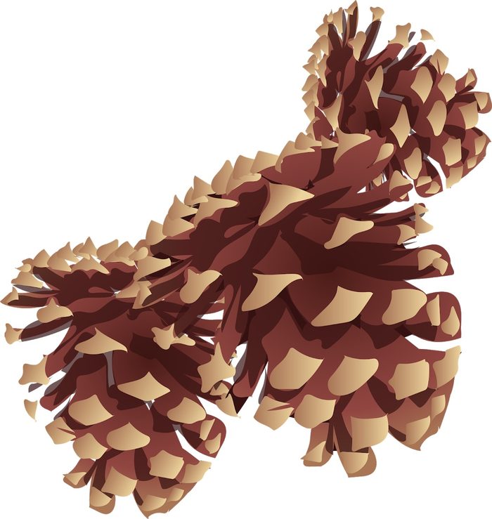 Illustration of pine cones